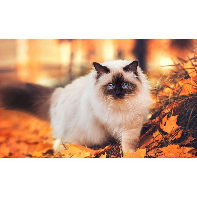 5D DIY алмазная живопись милый кот Алмазная вышивка животное вышивка крестиком полная круглая дрель ручной ремесла домашний декор подарок