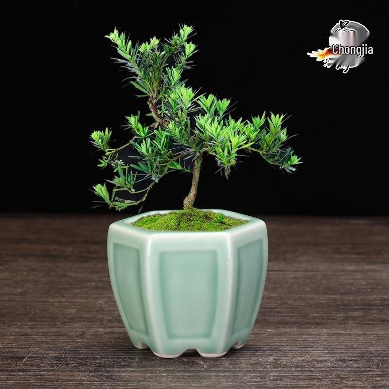 Керамический горшок для суккулентов и бонсай из фиолетовой глины - Высококачественный глазурованный мини-цветочный горшок