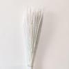 Preserved Rabbit Tail Grass Bouquet - DIY Dried Flower Decoration with Pampas Grass
