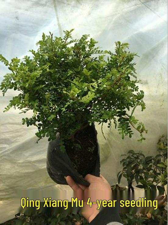 Fragrant Woodland Leaves Small Potted Bonsai for Office Desktop - Free Shipping