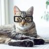 Стильные прозрачные очки для собак для питомцев разных цветов, идеально подходящие для веселых переодеваний