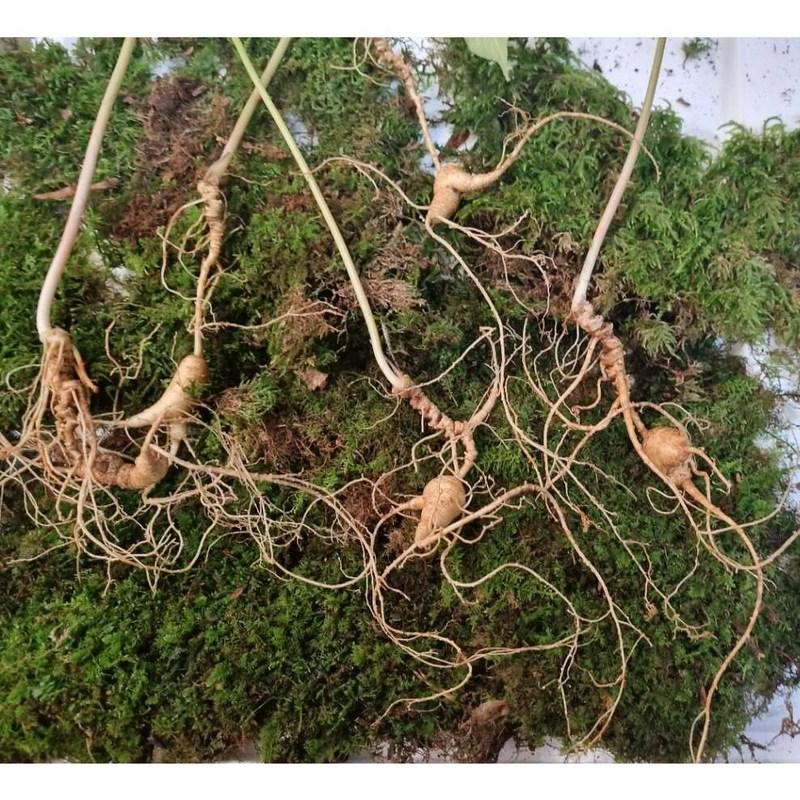 Donguibogam Camphor Ginseng, 10 Roots of 7-8 Year Old roots/KRW 30,000, Wild Ginseng, Natural Sprouts, Lunar New Year, Chuseok, General Packaging