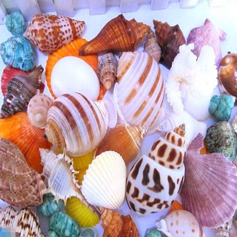 Approximately 100g of Mixed Sea Shells 30 Pieces Per Bag, with Random Colors To Create a Unique Aquarium Landscape
