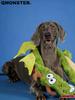 qmonster dog toy dragon with rustling paper