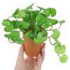 Для Окна Веранды Офисного Декора Настольный Бонсай Искусственные Листья Плюща Имитация Растения Трава с Медными Монетками