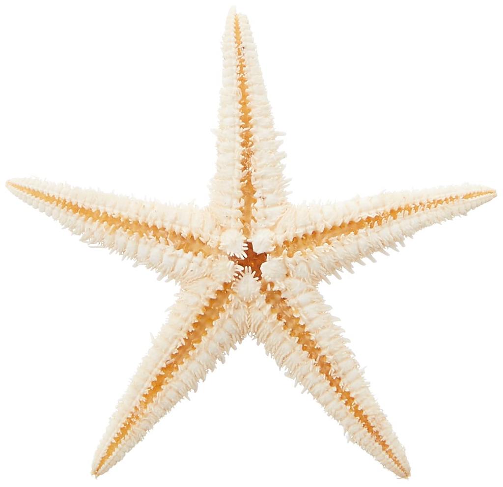 Tokyodo Сухоцветы Морская звезда 20 шт. Прибл.. L3.0~6.0см FD005064-zzz