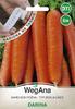 Late Carrot Darina Seeds On a 6 M Tape Carrot Seeds -