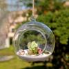 Micro Landscape Eco Vase Hanging Glass Vase Succulent Vase