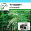 Gift Set - Moso Bamboo - 20 Seeds - With Gift Box, Card, Label and Potting Substrate - Phyllostachys Pubescens