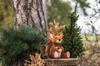 Steiff Phil Squirrel Teddy Bear, Soft Cuddly Friends, Fluffy Squirrel Plush Toy, Gift, Present