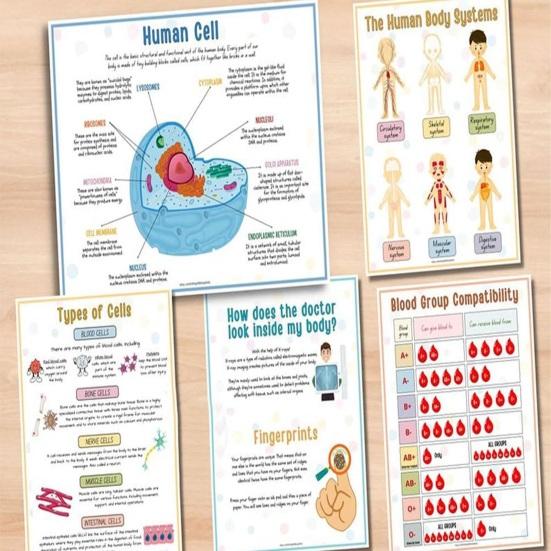 Анатомия человека Занятия Книга Дошкольный Детский Сад Части Тела Обучающие Занятия Книга Интерактивная Образовательная Секреты Тела Раскрытие Книги