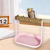 Bird Stand Tabletop Gym Platforms Perch Play for Cockatiels Macaw