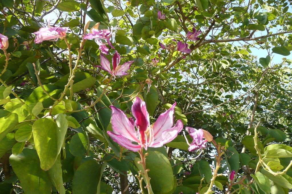 SAFLAX Дерево верблюжьей лапки - 8 семян - Bauhinia variegata