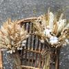 Preserved Rabbit Tail Grass Bouquet - DIY Dried Flower Decoration with Pampas Grass