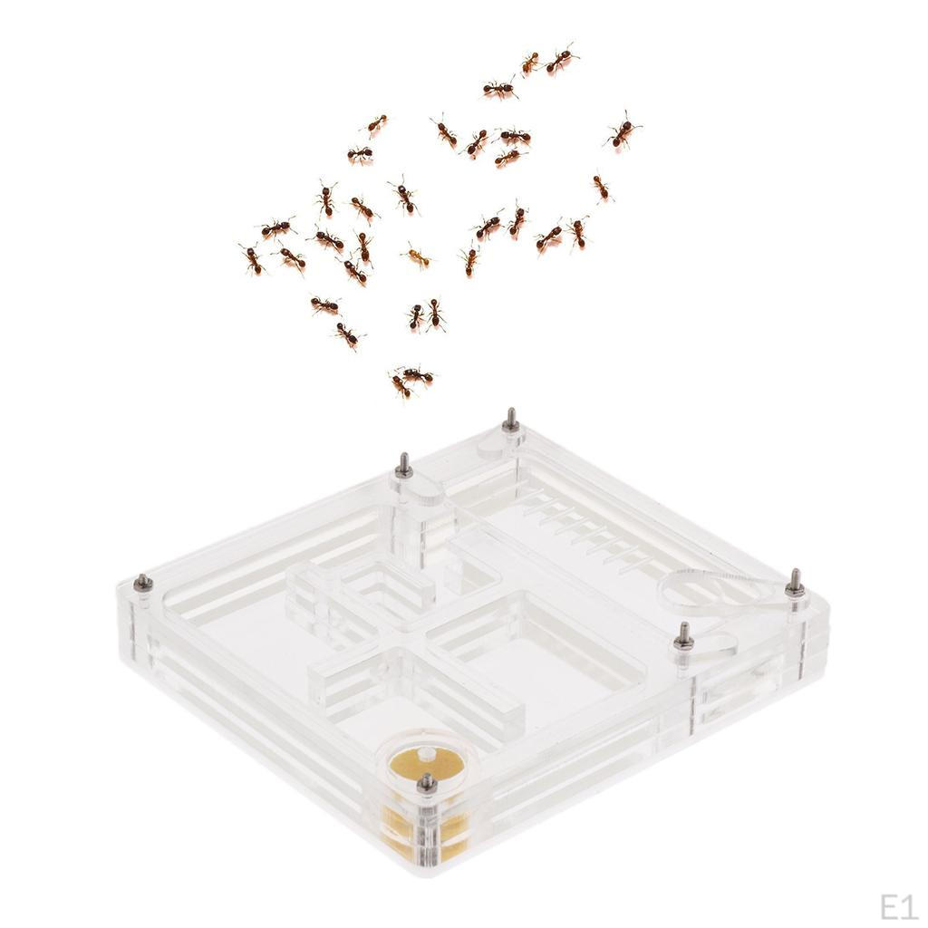 Housing Acrylic Nest Feed Farm Formicarium 1.7cm
