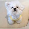 Cute and Sweet Macaron Dog Vest Spring and Summer Thin Teddy Bear Bipod Small Dog Pet Clothes