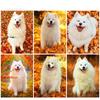 5D DIY Алмазная картина Милая самоедская собака Алмазная вышивка Набор для вышивки крестом Полный горный хрусталь Мозаика Домашний декор