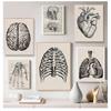 Vintage Posters and Prints Doctor Office Decoration Skeleton Anatomical Skull Canvas Painting Human Anatomy Wall Art Hospital