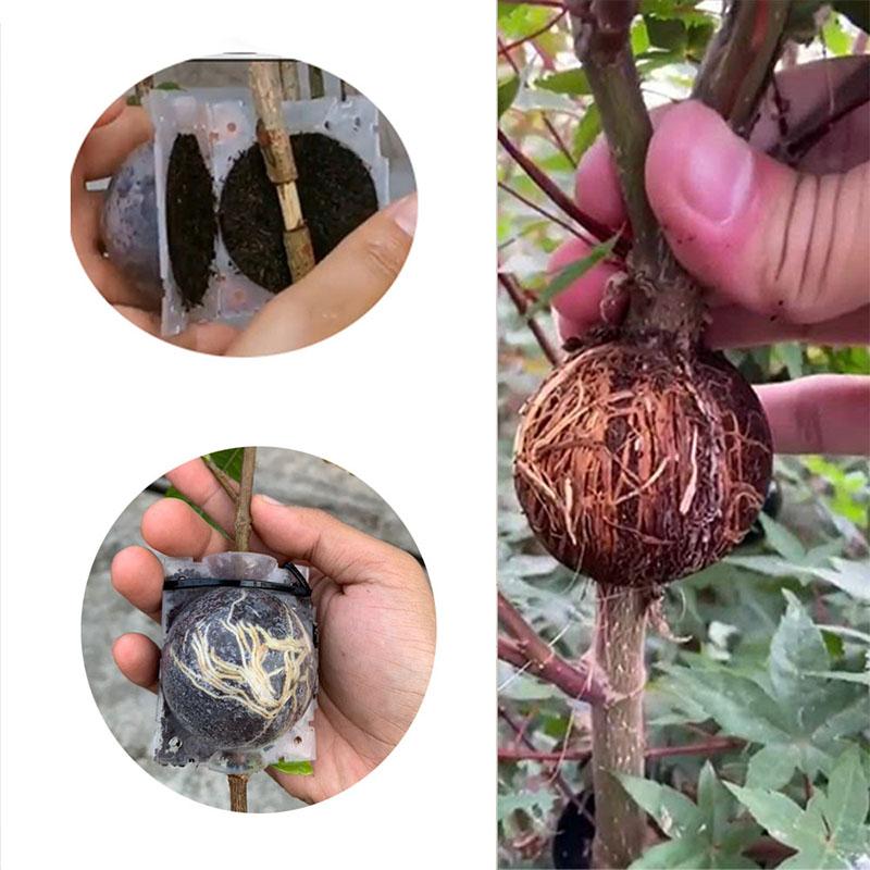 5 см 10 шт., шар для укоренения растений, коробка для корней, пластиковый корпус, прозрачный цветок, прививка, выращивание, разведение под высоким давлением