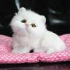 Hot Doll Decorations Stuffed Toy Plush Sleeping Cats Toy with Sound Kids Toy Simulation Animal Doll