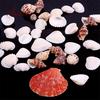 Fantastic 100g Mixed Sea Beach Shells Crafts Seashells Aquarium Decor Photo Props