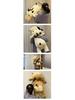 Cute & Fun Cow and Horse Plush Doll - Perfect Calf Toy, Gift, & Cushion!