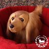 Realistic Nini and Kino Plush Toy Dog Realistic Lying Dog Total Length Approximately 40cm Pet Long [Stuffed Dog] (Dachshund Red)