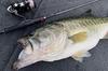 Shimano Pitbull G5 150m Steel Gray LD-M51U 0.6