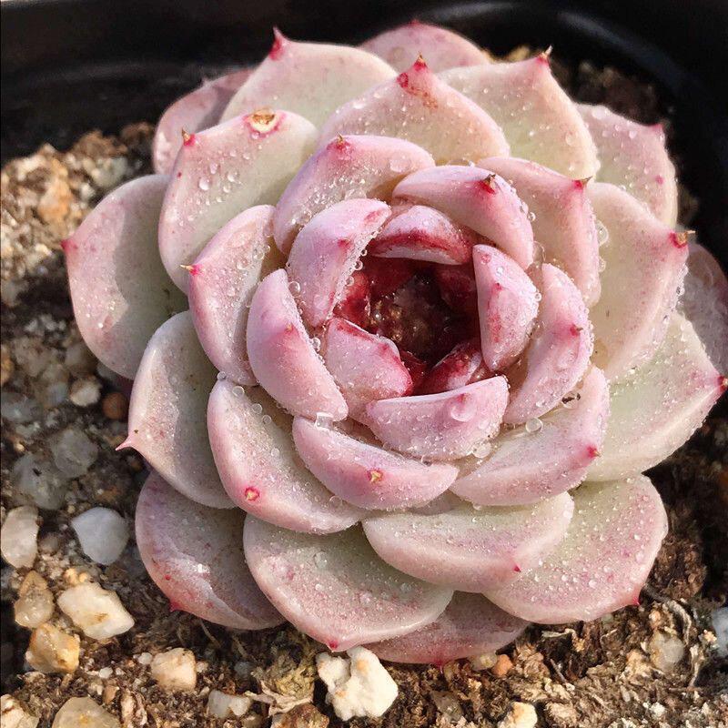Korean Sugar Heart Velvet Succulent Plants - Potted Decor for Beginners, Office, and Radiation Protection