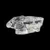 Educational Dog Tooth Model Transparent Dental Teaching Canine Animals Oral Tooth Jaw  Decoration