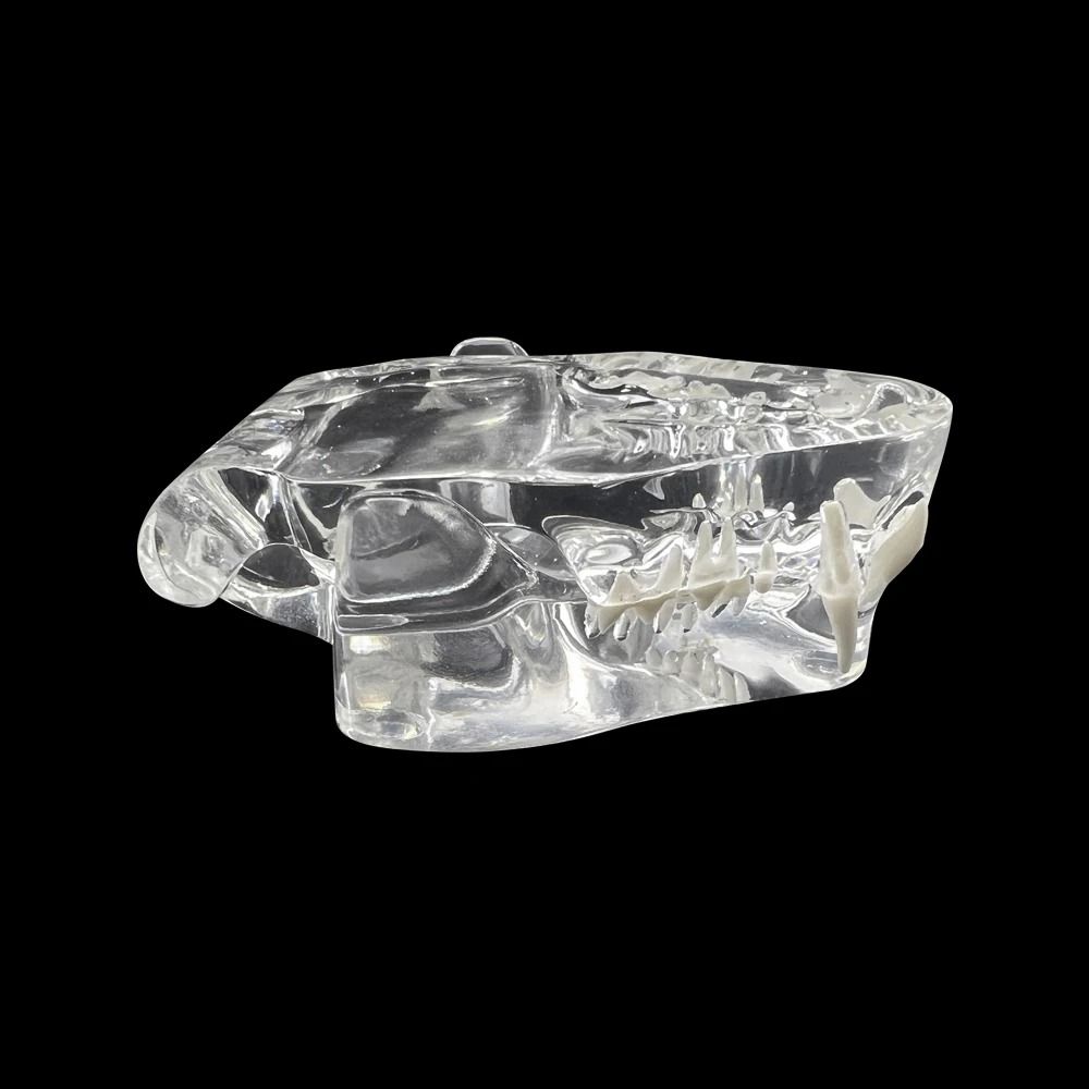 Educational Dog Tooth Model Transparent Dental Teaching Canine Animals Oral Tooth Jaw Decoration