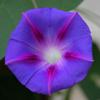 40 Purple Morning Glory Seeds - Climbing Flowers Vegetable Gardens - Reproducible Peasant Seeds - Semiwild