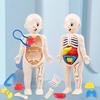 1pc Educational Transparent Human Anatomy Torso Model with Pull-Out Organs and Tool Set, DIY Medical Learning Toy