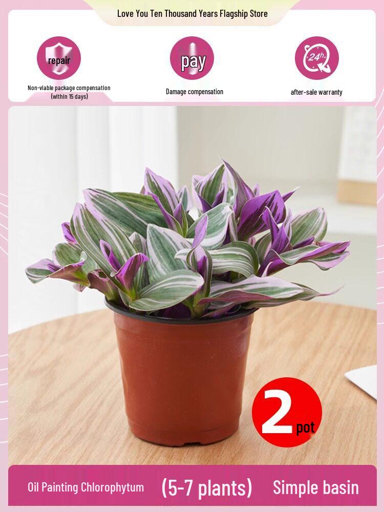 Wedding Lily of the Valley Rouge Cloud Succulents: Indoor Office Flowers & Desktop Green Plants