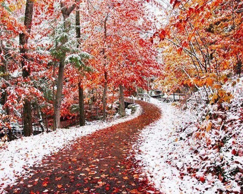 Алмазная живопись утки цветы кошка стразы 5D DIY Алмазная вышивка полный набор небесный пейзаж вышивка крестиком Алмазная мозаика подарок ручной работы