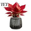Decorative Container for Plants Self Watering Planter with Wick Rope Indoor Plants, Double Layer Automatic Irrigation Basin Transparent Hydroponic