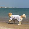 BARKDOG Крутой Универсальный Защитный от Насекомых M-6XL 3цвета