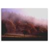 Canvas print, Trees in the mist