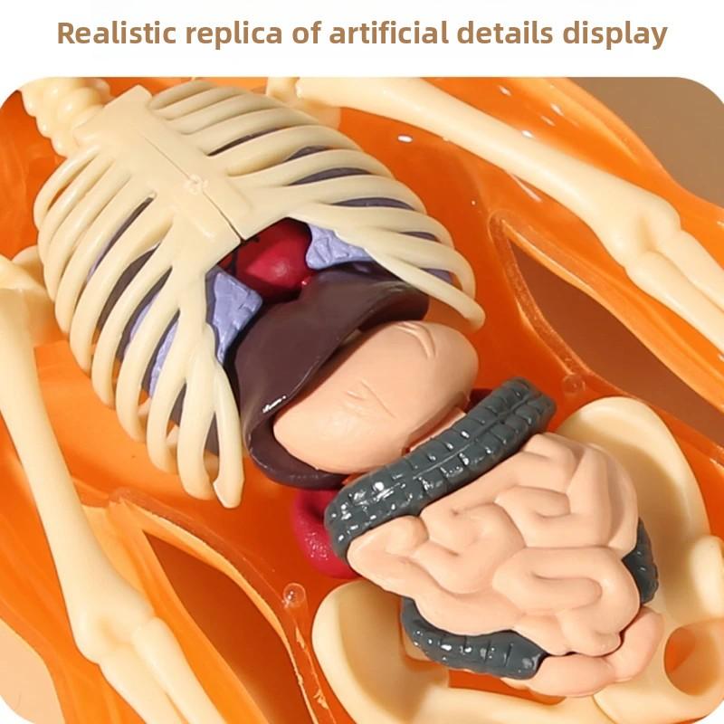 3D модель туловища человека для детей Съемный скелет анатомии Симуляция Съемные органы и кости Модели тела