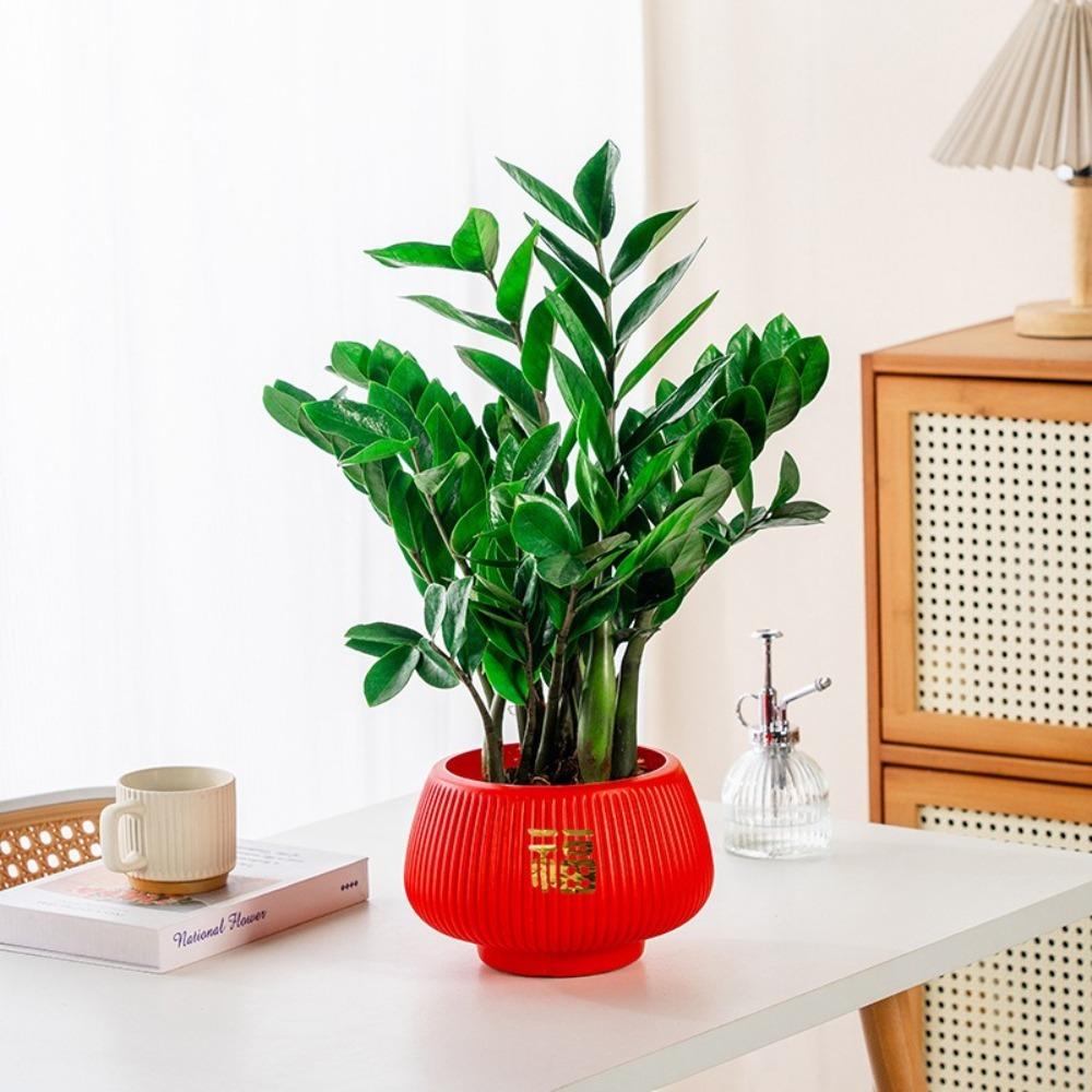 Самополивающиеся гидропонные растения горшок пластиковый офис бонсай декор