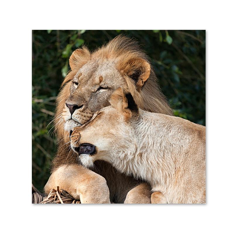 Дикий лев холст картины постеры и принты современное настенное искусство картина для гостиной украшение дома Cuadros