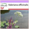 Валериана обыкновенная - 200 семян - Valeriana officinalis