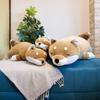 LIV HEART Body Pillow Premium Nemunemu Animals Shiba Inu Kotaro L Size Length Approximately Fluffy Chewy Stuffed Animal Pillow Gift (Total 73cm)