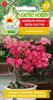 Adenium Lethargic Desert Rose 5 Pcs. Tree Seeds