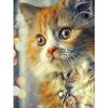 5D Diamond Painting  Animal Cat Cross Stitch DIY Diamond Embroidery