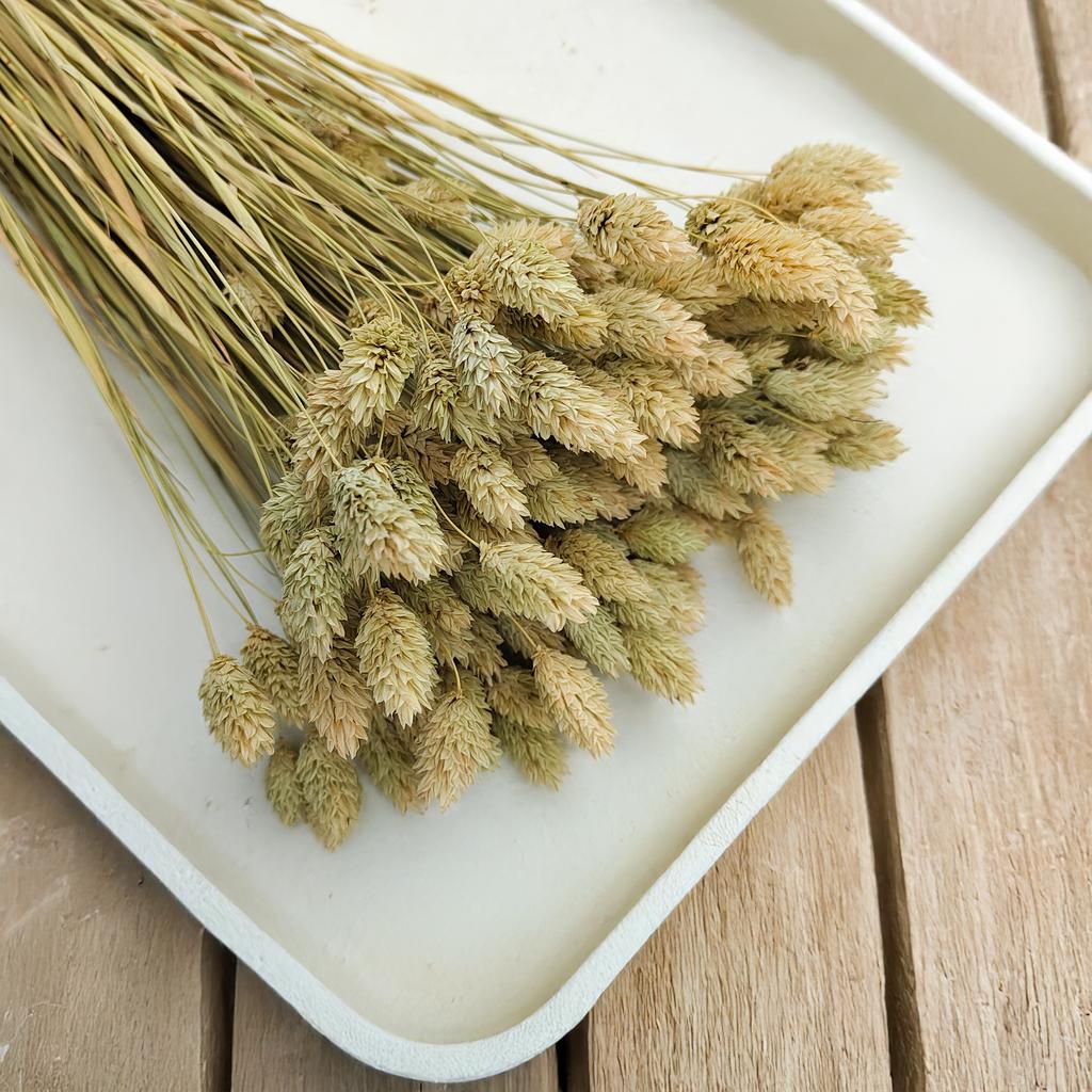 Dried Phalaris - Canary Grass - Natural