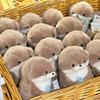 10/1pcs Cute Otters Holding Fish Plush Doll Keyrings Lightweight Hanging Pendant Props For School Bag Key Wallet Doll Toy Gifts