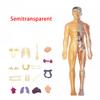 Human Organs Model Structure Skeleton 3D Skeleton Viscera Removable Assembled Medical Anatomy Three-dimensional