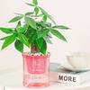 1Pcs Lazy Self-Watering Flower Pot Automatic Water Absorption Succulent Aquaculture Transparent Round Plastic Flower Pot