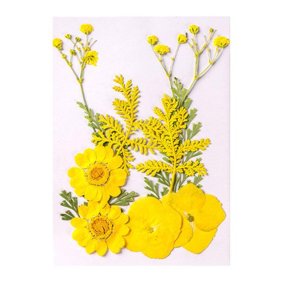 10 Pcs Pressed Dried Flowers Flat Real Dried Blooms All-Natural Colored Dried Flowers for DIY Crafts Scrapbooking Face Decoration